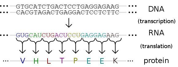 This shows the gene encoding Haemoglobin, the arrow points to the point mutation