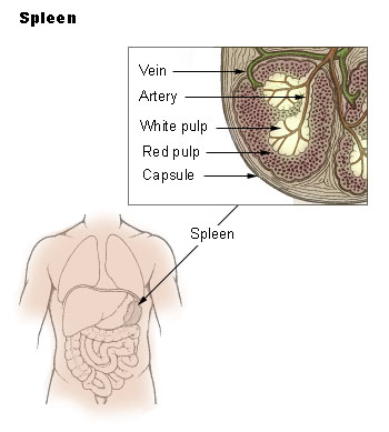 The Spleen, the small blood vessels to and from can easily get blocked